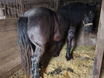 Predám Ťažného Žrebca - 2