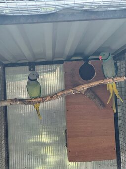 Chovný pár Alexander šedý/holubí - 2