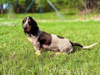 Basset s PP - 2