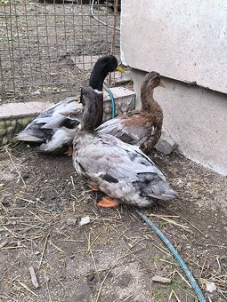 Kačica ruanska anglicka - 2