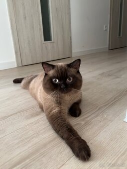 Škótsky kocúr na krytie - 2