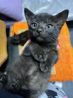 Darujem mačiatka cca 3 mesačné - 2