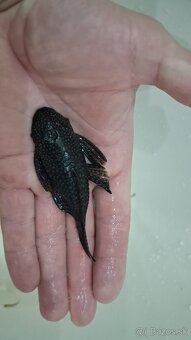 Prísavník obyčajný - 2