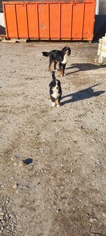 Bernský salasnicky pes - 2