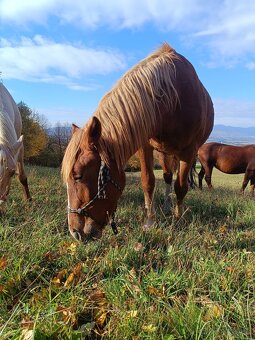 Rok a pol stará kobyla x Norik Muransky - 2