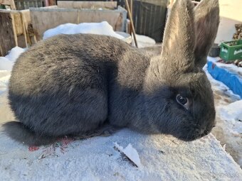 Meklemburská modrá - 2