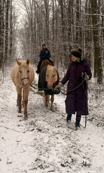 Roční qh hřebeček reining původ - 2