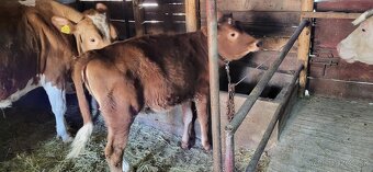 Predam jalovičku - 2