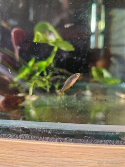 Razbora galaxy, anubias - 2