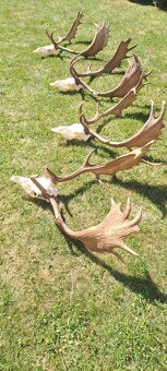 Daniel,zhody,parohy - 2