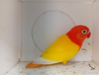 Agapornis Fischer - 2