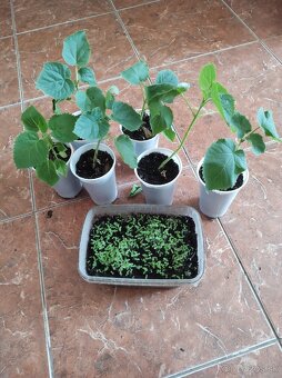Paulownia semienka - 2