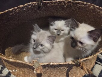 Ragdoll - 2