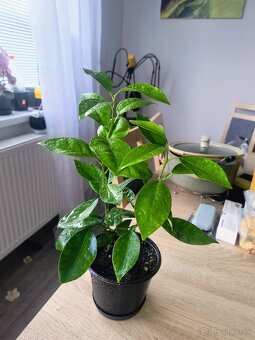 Predám citrusový stromček-záhradu - 2