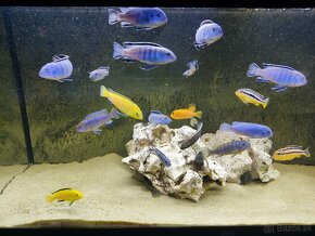 Akvarijne rybiky-Africke cichlidy - 2