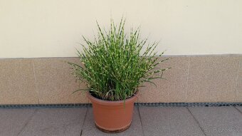 Ozdobnica čínska (Miscanthus) - GOLD BAR odroda, 65 cm. - 2
