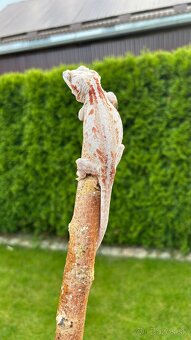 Pagekon hrbolkohlavy - R. Auriculatus - 2