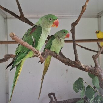 ALEXANDER VEĽKÝ - 2