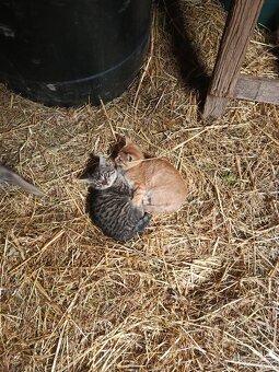 Darujem mačiatka - 2