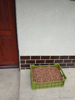 Lieskové oriešky - 2