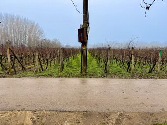 VINICA | VLASTNÁ ÚRODA | VÝBORNÉ PODMIENKY | CHOTÍN - 2