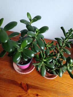 Predám sanseveriu,tučnolisty... - 2