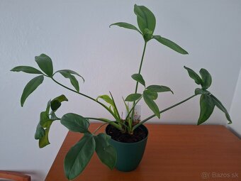 izbová rastlina Filodendron Philodendron - 2