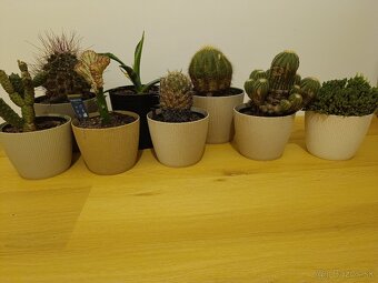 Zbierka kaktusov - 2