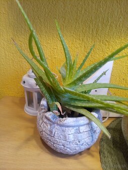 Predám Aloe vera v kvetináči - 2