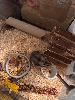 Darujeme skrecka - 2