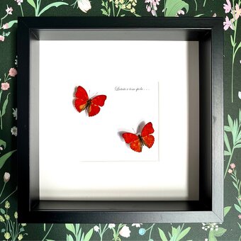 Svadobné motýle s venovaním - 2