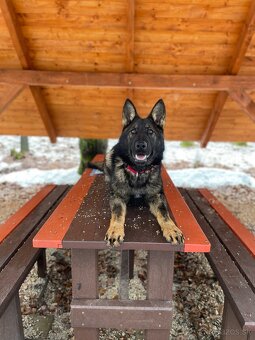 Nemecký ovčiak s PP - 2