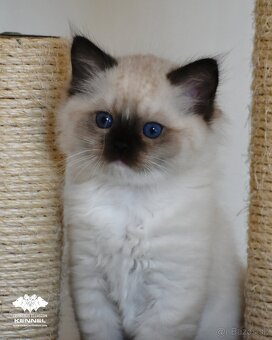 Ragdoll s PP - seal mitted mačička - 2
