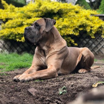 Fenka Cane Corso s PP - 2