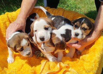 Krásne šteniatka Beagle (Bígl) - 2