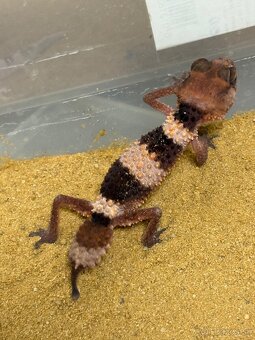 Nephrurus cinctus wheeleri - 2