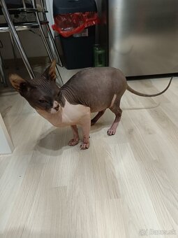 Don sphynx - 2