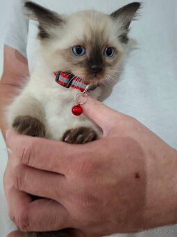 Ragdoll mačiatka - 2