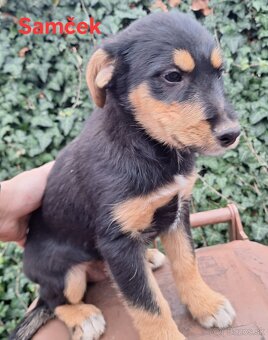 Darujem 10 mesačné šteniatka - 2