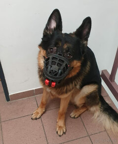 Náhubok pre psa HUNTER ALBURY veľ. 3 - 2