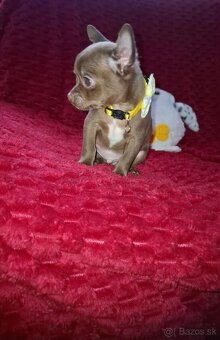 čivava-čokoládový psík - 2