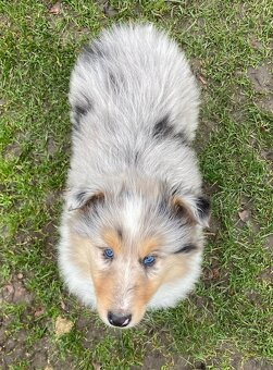 Kolia dlhosrstá - 2