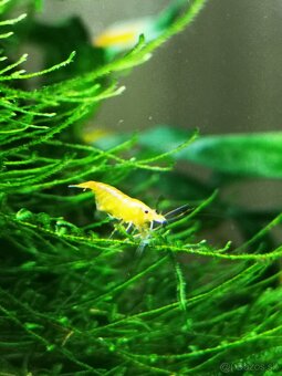 Krevetky oranžové - 2