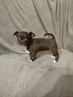 Čivava krátkosrstá - 2