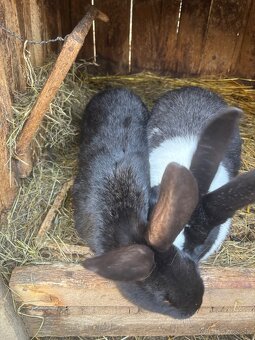 Samica šarišsky obrovity - 2