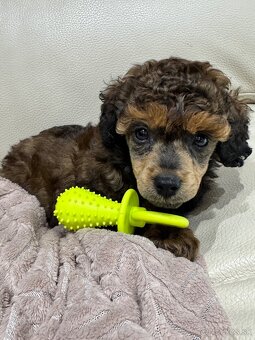 TOY PUDEL - 2