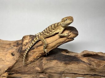 Predám agamy trpasličie ( Pogona Henrylawsoni ) - 2