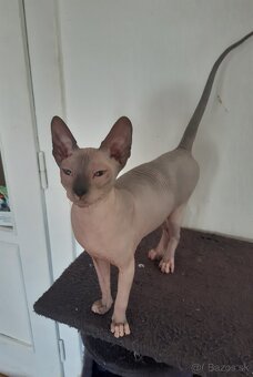 Don Sphynx Kocúrik - 2