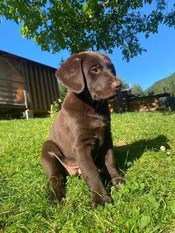 Hnedá fenka labradora - 2