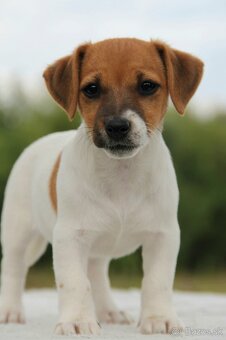 Jack Russel Terier - 2